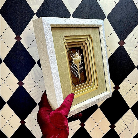 Rare Venus Murex Shell in Tiered Shadow Box Frame - Real This is Not a Picture - Picture 10 of 10